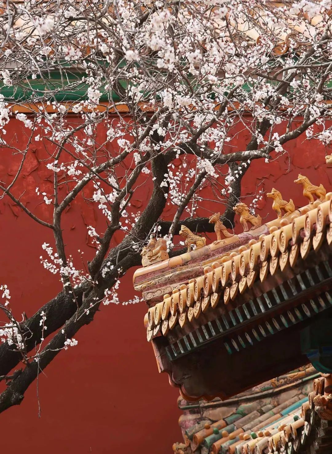 Baima District Icon